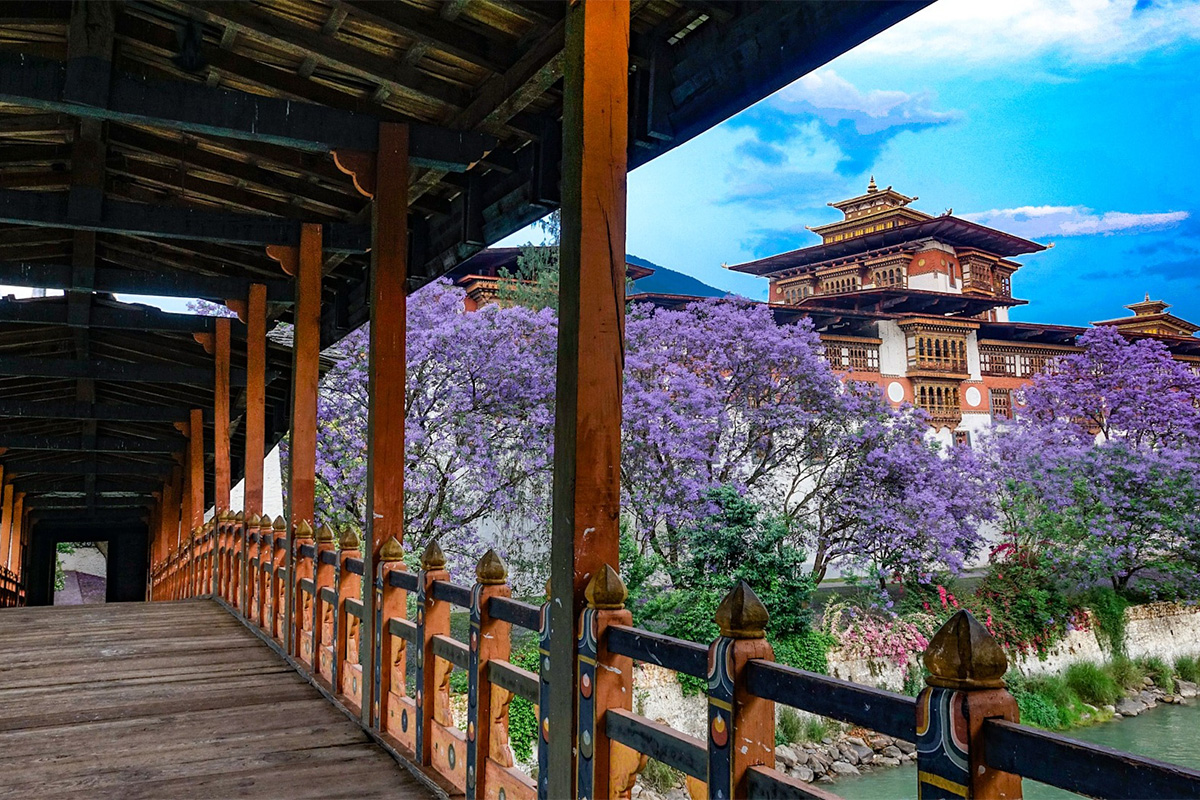 Punakha Dzong in springtime with jacaranda blossoms
